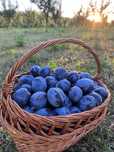 PRUNE - Excelente -Bio , din livada proprie