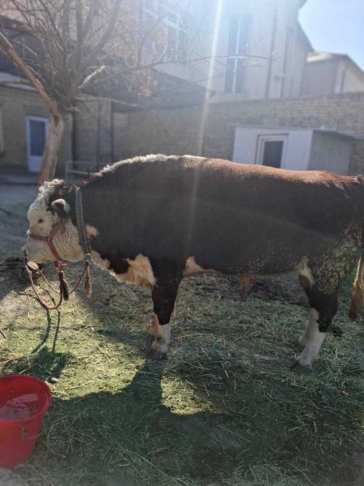 Mol buqa sotiladi