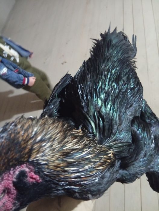 Бразильский соколик хуроз сотилади