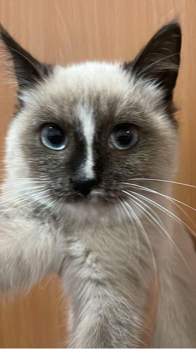 Котёнок ищет новых заботливых хозяев и уютный дом