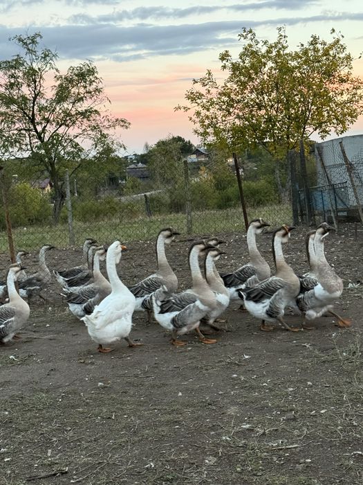 Vand gâste leșești, scoase in primavara!
