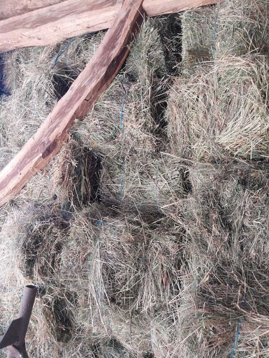 Vand baloti de fân 12 lei buc