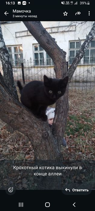 Котики .отдаем в хорошие руки.