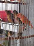 Canari arlechini portughez