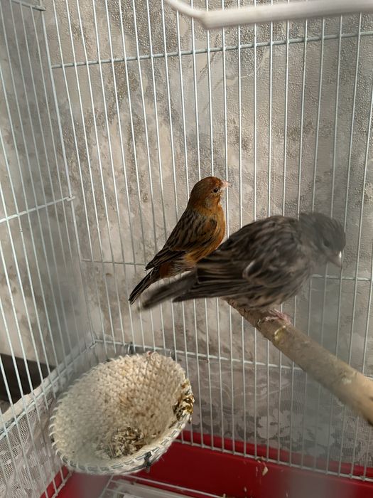 Пара канареек.