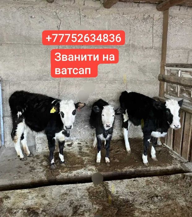 Алатау парода 3туган буаз сиыр сатылады сүтті сиыр