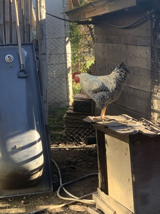 Vand cocosi si iepuri rasa mixta