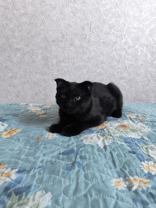 Скотш фолд хадияга