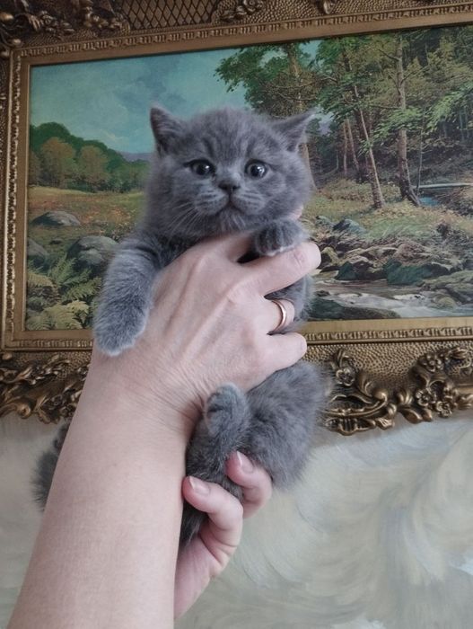 Продаются котята шотландской породы голубого окраса