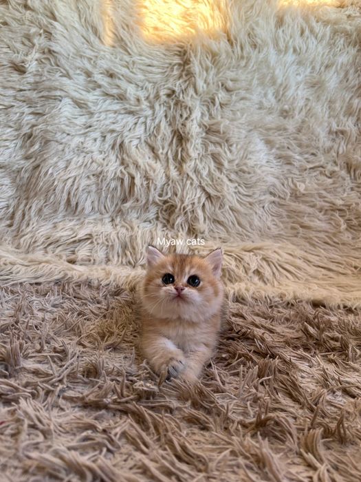 Продаётся Шотландских котята