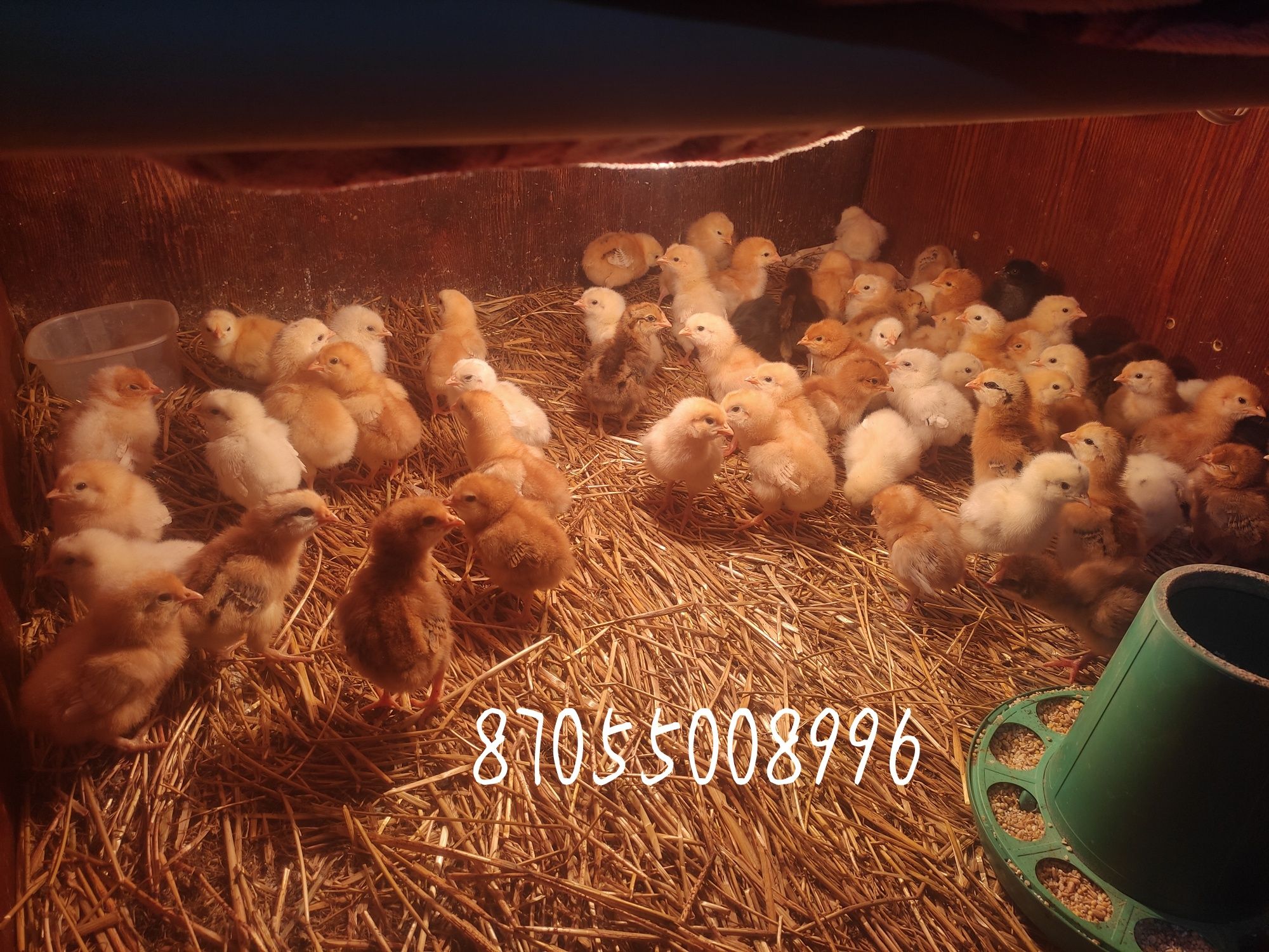 Продам цыплят )))
