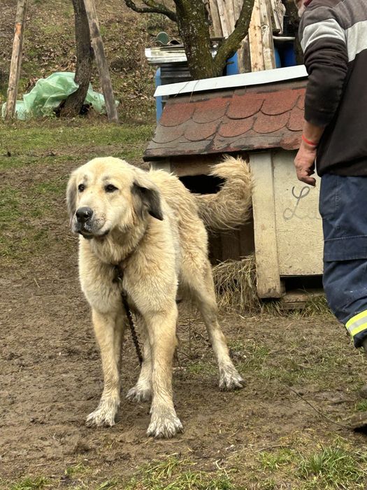 Donez Femela caine Ciobanesc