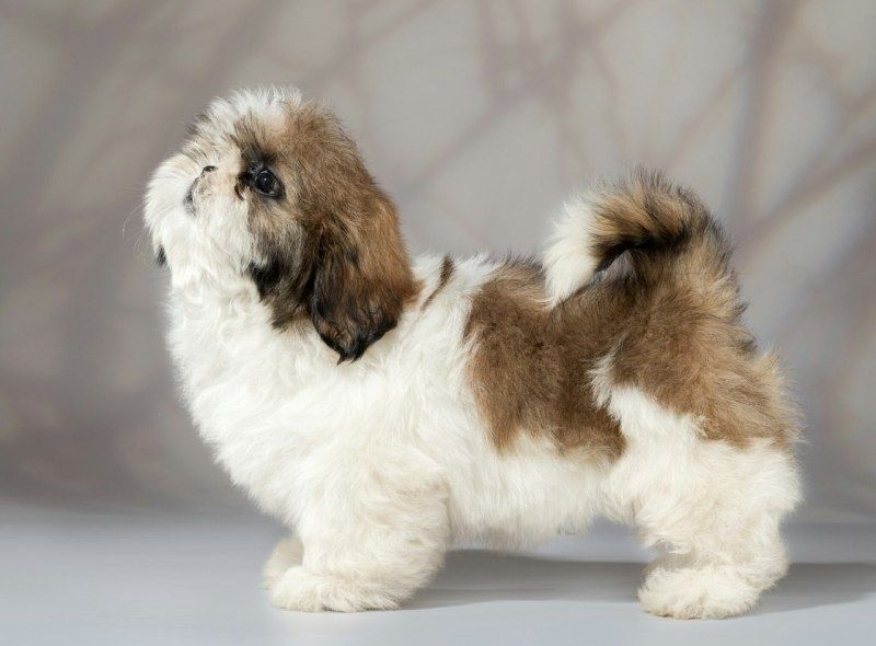 Ши-тцу чистокровный мальчик