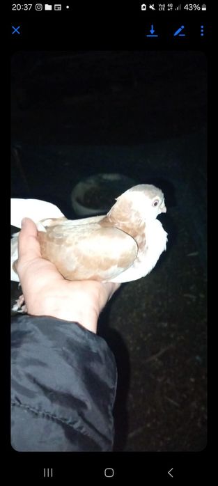 Vând porumbei galateni