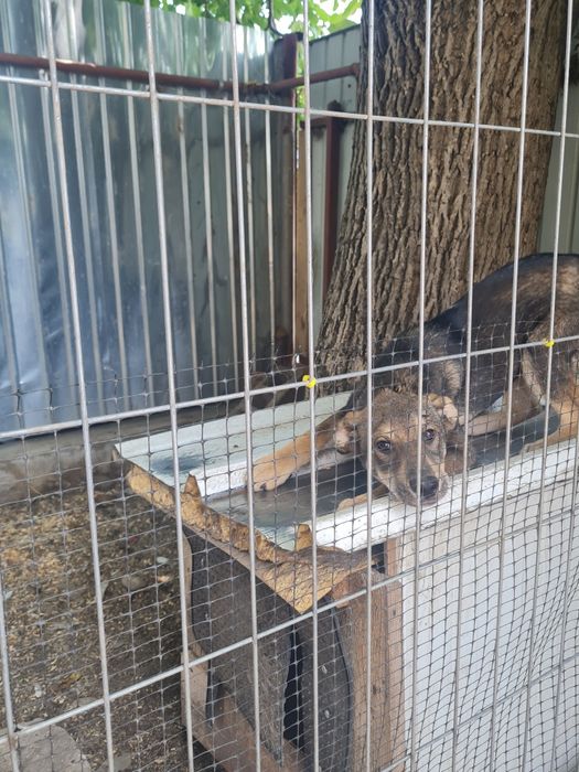 Dau spre adopție