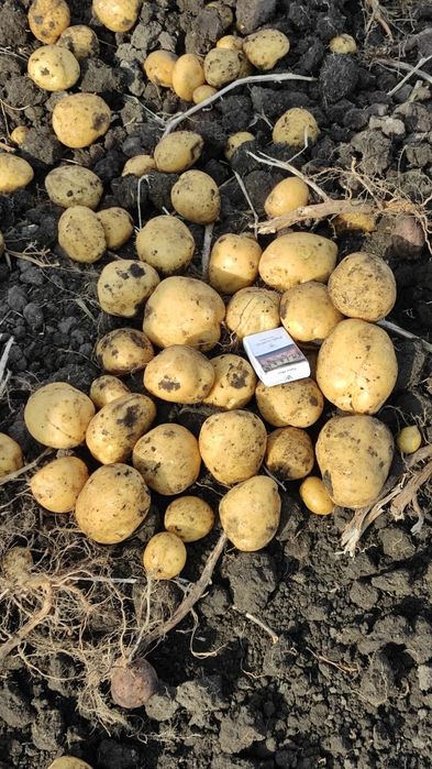 Семенной картофель