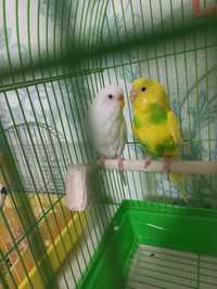Продам двух волнистых попугаев,белая девочка, жёлтый мальчик!