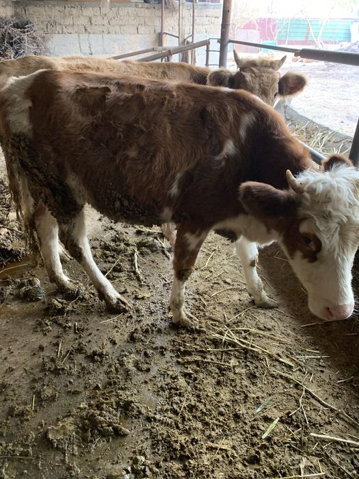 2 телки 1,3 - 1,5 мес ))