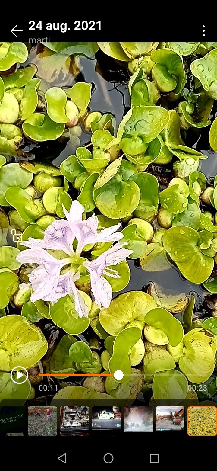 Pistia , Salată de Nil și Zambile De Apa, crapi koi si carasi co