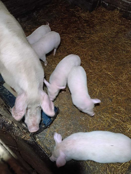 Продавам малки прасета