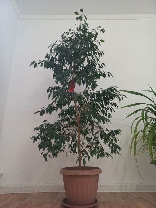 Үй гүлдері сатылады