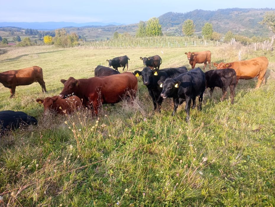 De vânzare Viței Angus