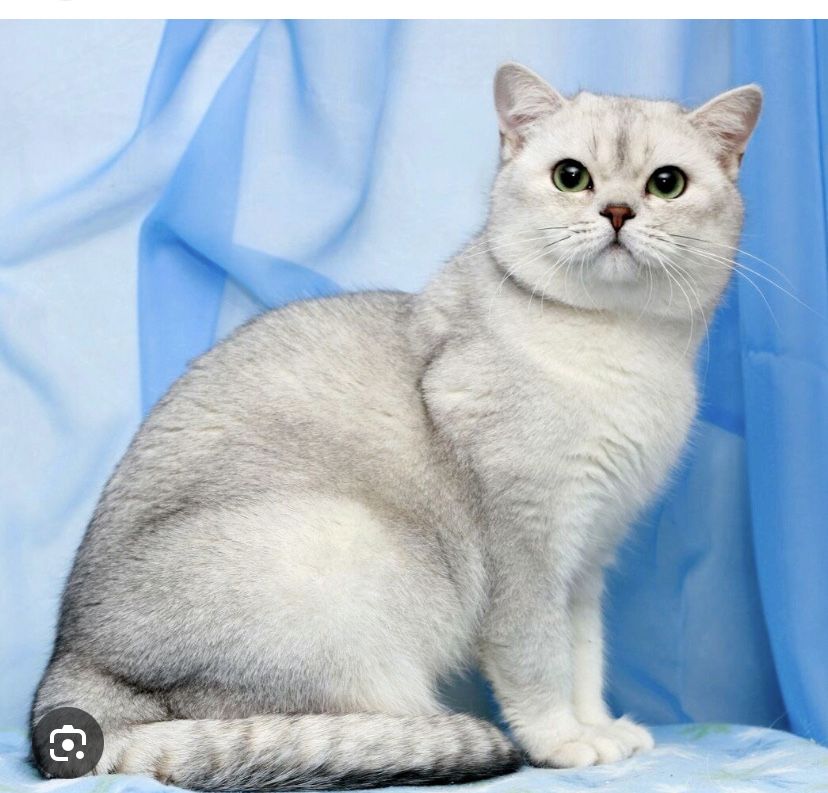 Вязка котов шиншилла