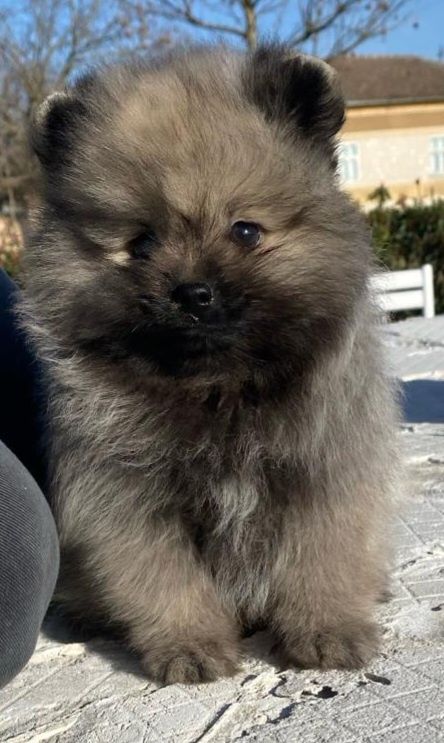 Pomeranian ( Spitz pitic)