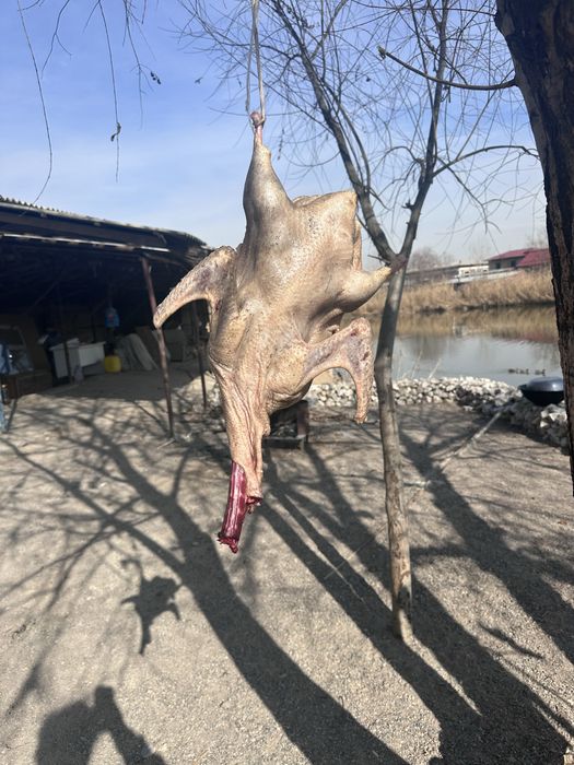 Yovvoyi o’rdak fazan tustovuq quyon go’shtlari. Дич. Dich