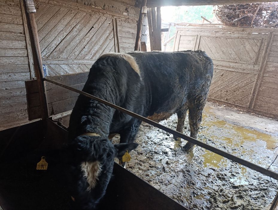 Soglom buka yeyishi zur