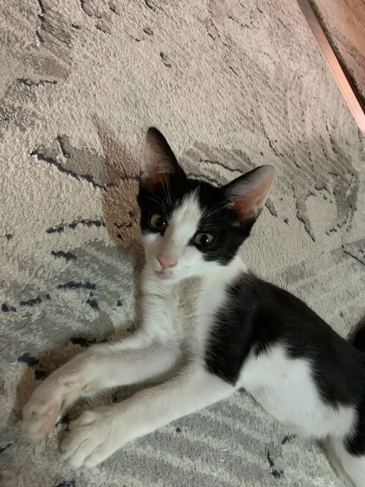 Отдам котенка в хорошие руки