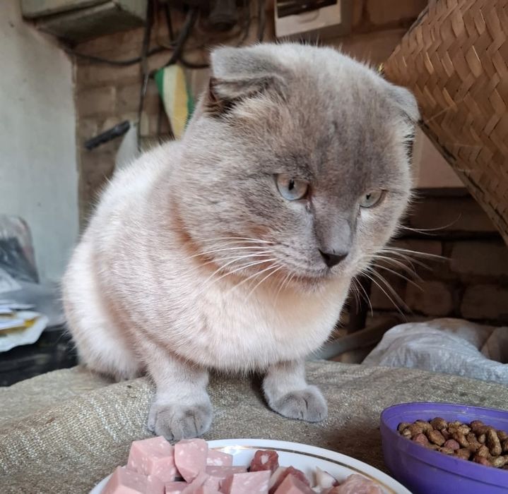 Отдам кота в добрые руки