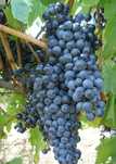 Struguri de vin cu transport gratuit pret de producator livrare rapida