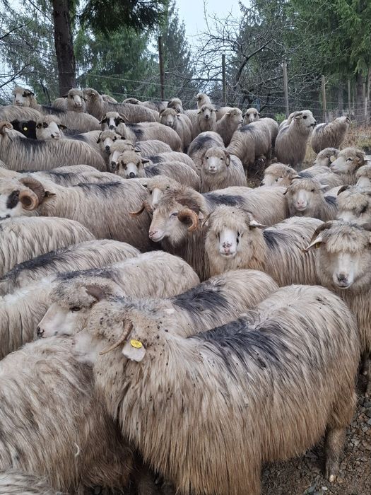 Vând îi tinere și frumoase