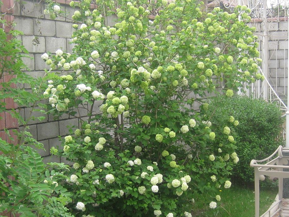 Обрезка плодовых деревьев в Алматы