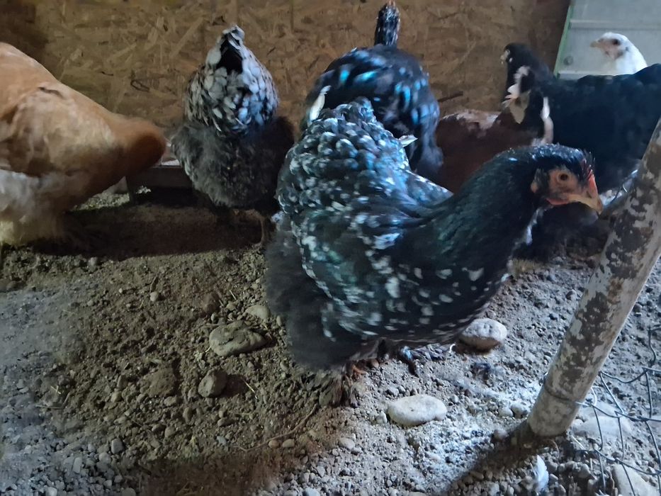 O pereche conconchina bobat si galben