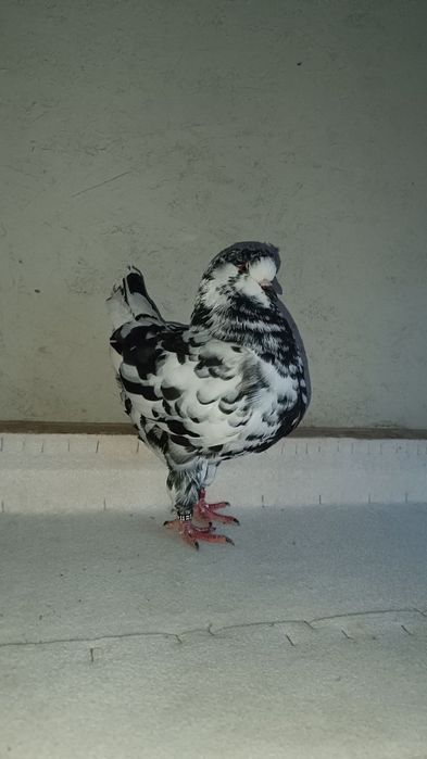 De vânzare porumbei king