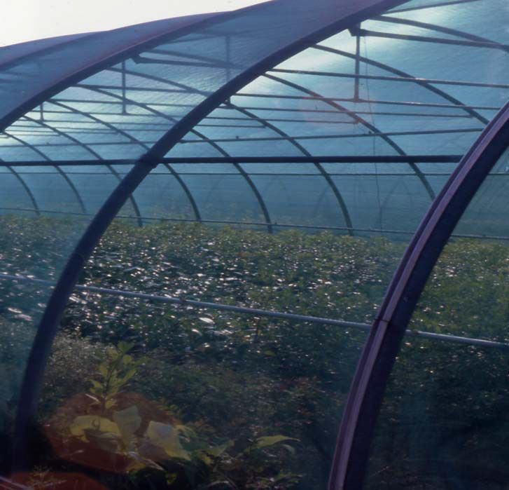 Umbrire culturi/sere/solarii-35% - 4.2x50m-protectie UV