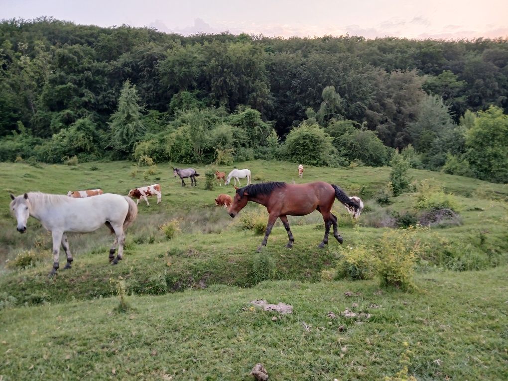 3 Cai de vanzare