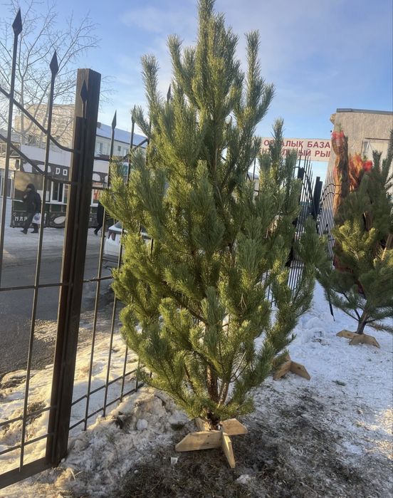 Новогодное живые ёлки Новогодний жибои елка ДАСТАВКА БЕСПЛАТНО сосна
