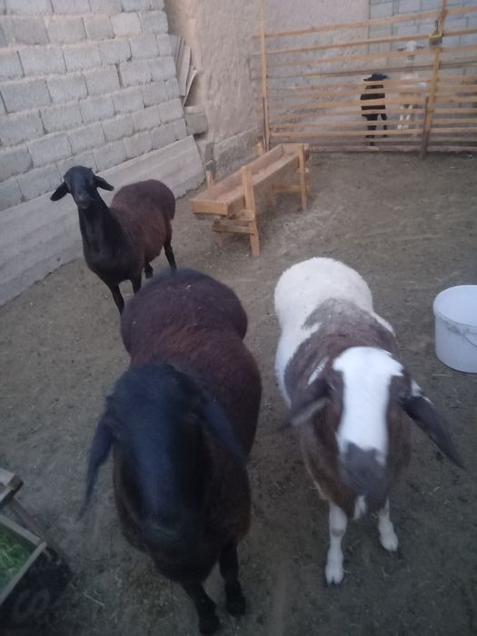 Тоқты қошқар Еті сатылады кг 3,500