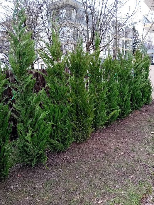 Pepinieră chiparos cupresus leylandi