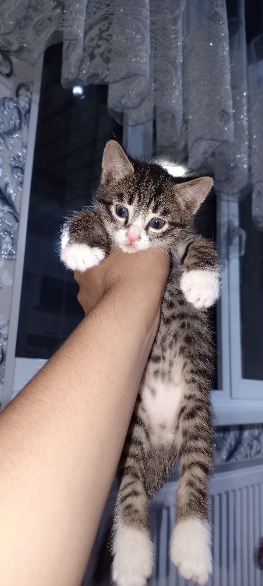 Есть котята отдадим в хороший руки