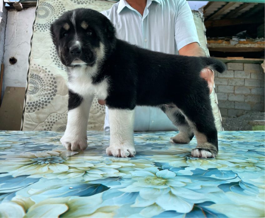 Щенок алабая ( Супер Гигант )