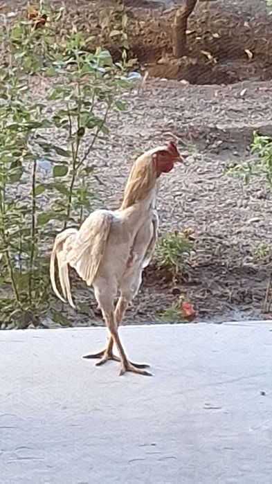 Dakan Xoroz sotiladi
