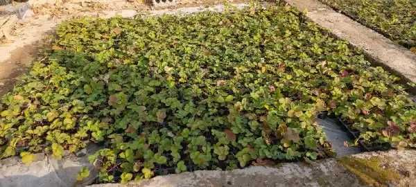 SHOSHILING  "MALGA"  QULUPNAY ko'chatlari sotiladi