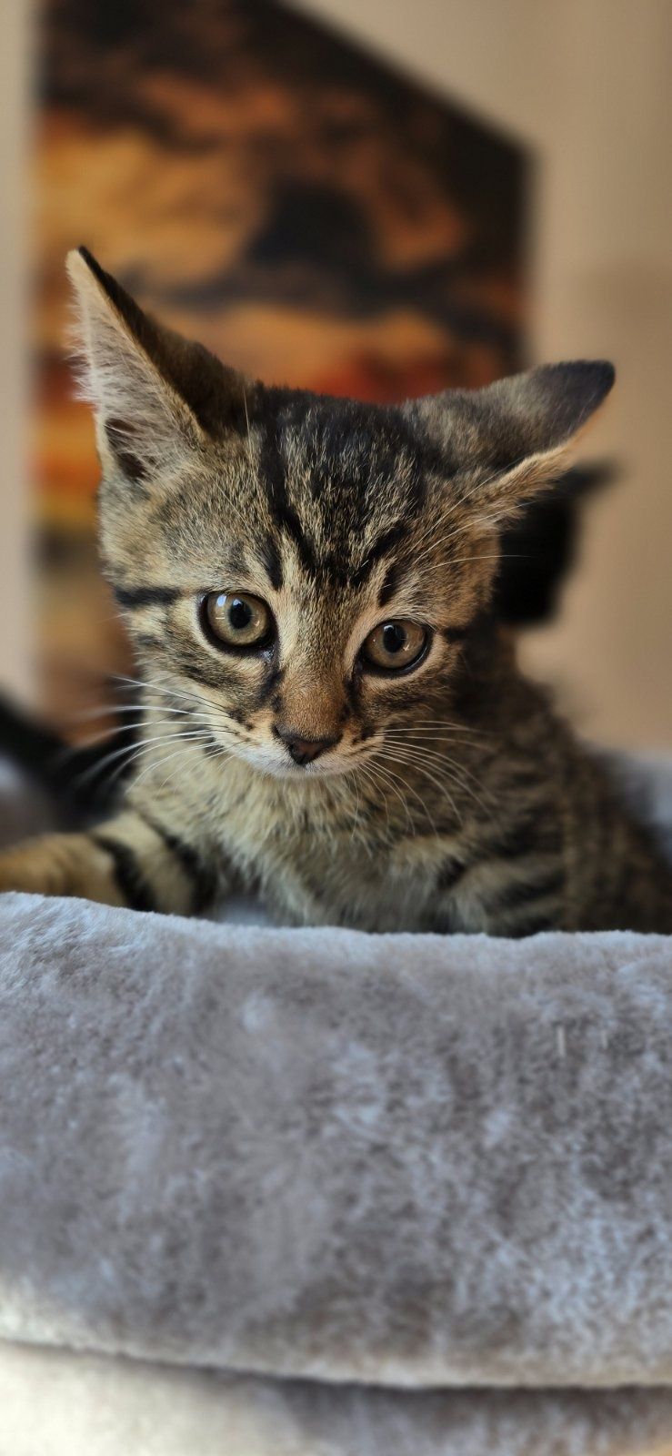 Кроткото котараче Боно на 2 м търси дом