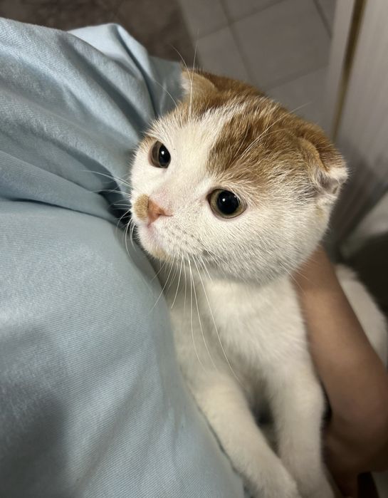 Мысық сатылады еркек