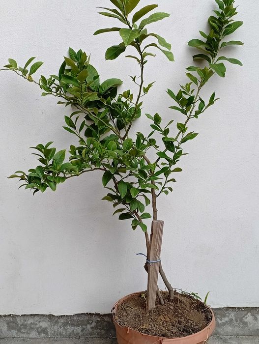 Pom lamai in Ghiveci