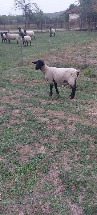 Berbecii suffolk